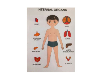 Пазлы обучающие анатомические Internal Organs, телосложение, 22×17 см, Strateg