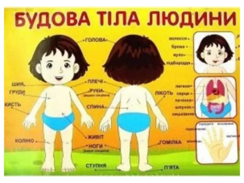 Плакат "Будова тіла людини", 3-11 років, Ранок