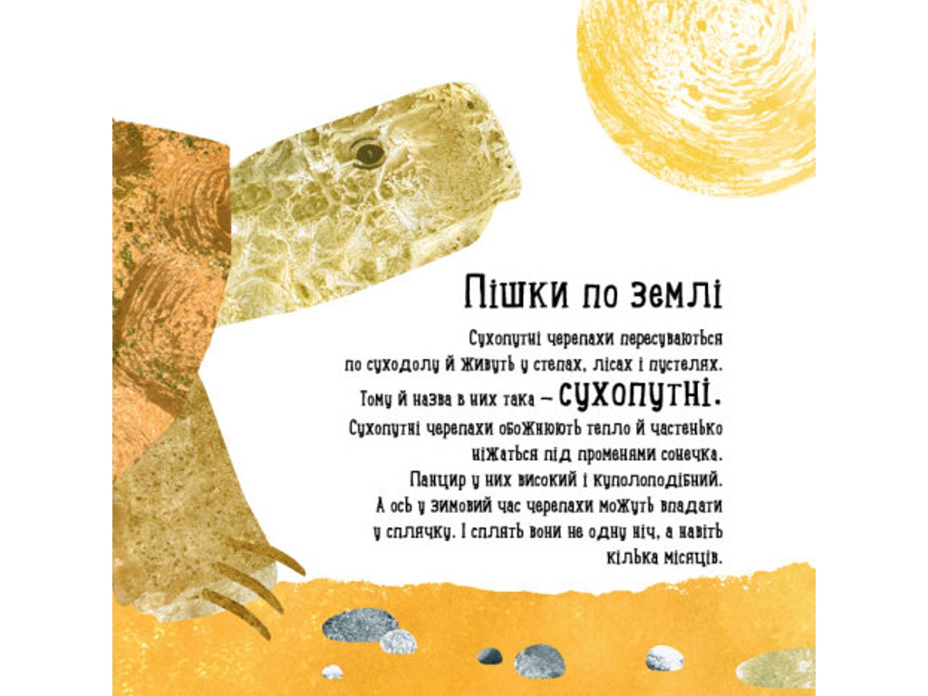 Дитяча книга "Куди поділася черепаха?", Н. Чуб, Ранок