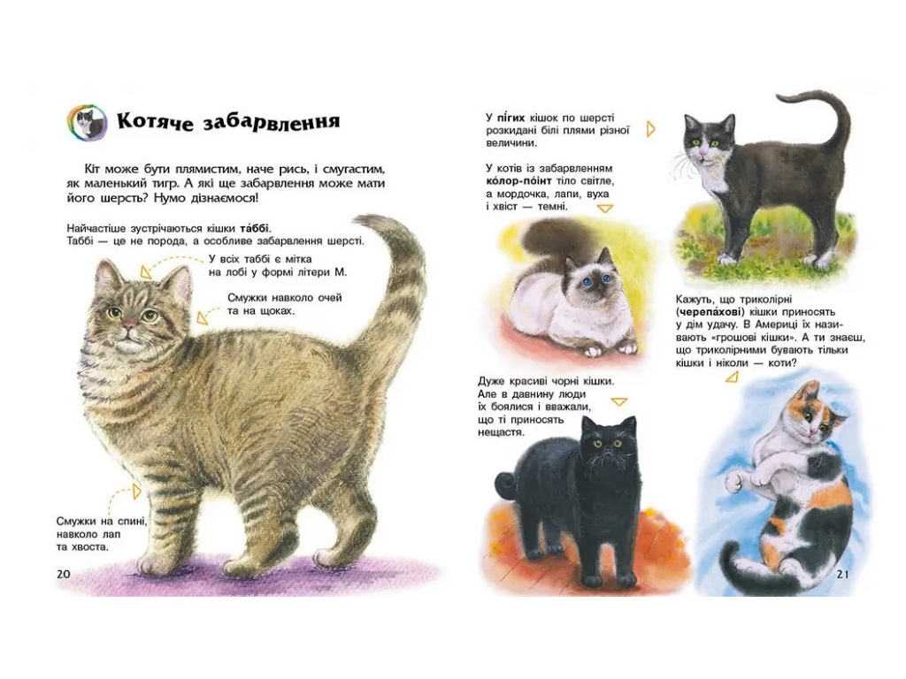 Енциклопедія дошкільника, Коти, Ранок