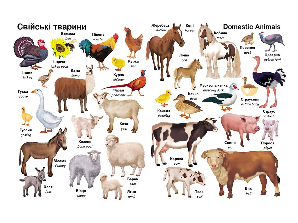 Книжка для дітей "Перші слова. Тварини + англійська", від 1 року, Пегас