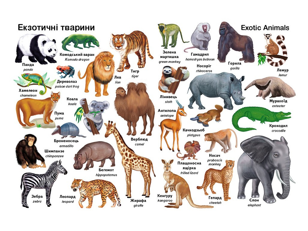 Книжка для дітей "Перші слова. Тварини + англійська", від 1 року, Пегас