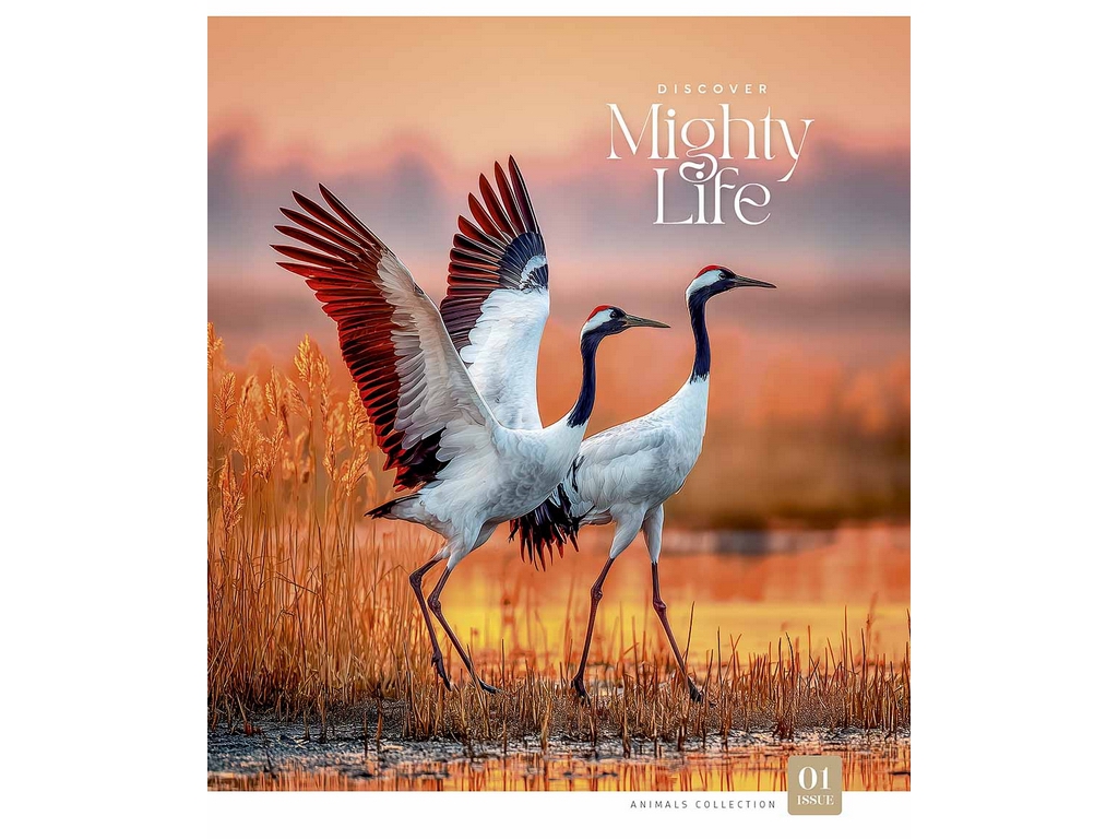 Зошит загальний у клітинку Star Mighty life 060-3761K, 60 аркушів, мікс, ціна за 1 шт