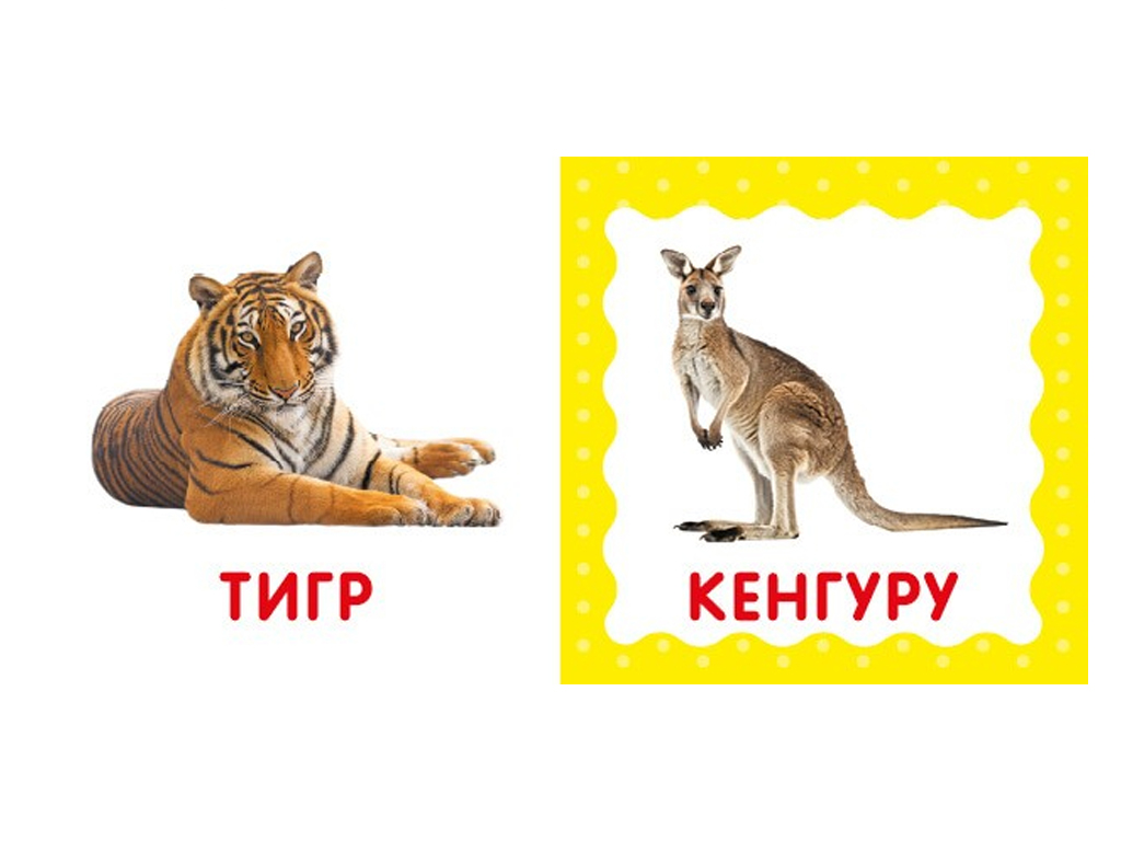 Перша книжка малюка Дикі тварини, 110х110 мм, ZIRKA