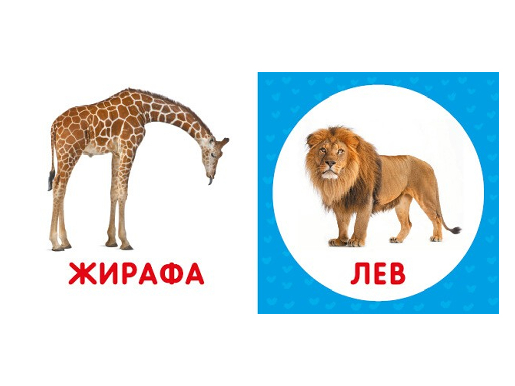 Перша книжка малюка Дикі тварини, 110х110 мм, ZIRKA