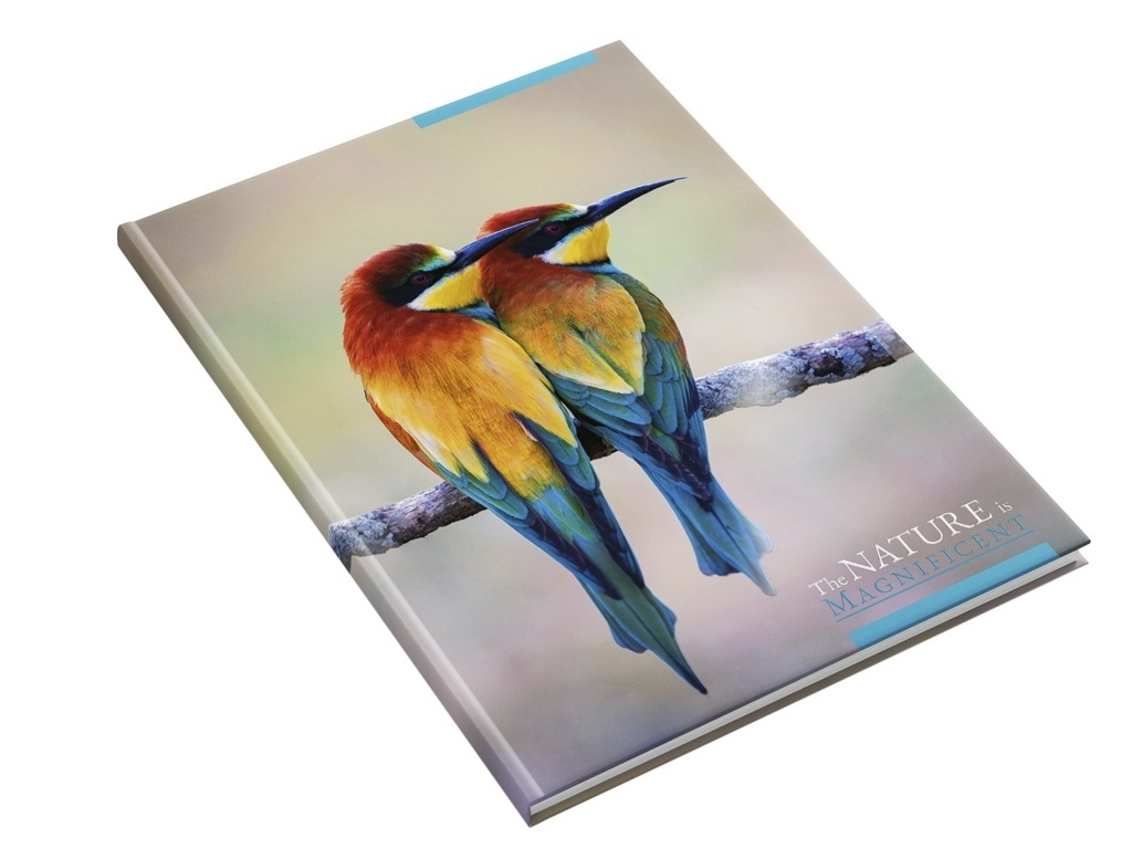 Книга канцелярська Престиж Яскраві пташки А4, 96 аркушів клітина, Аркуш 1В2774