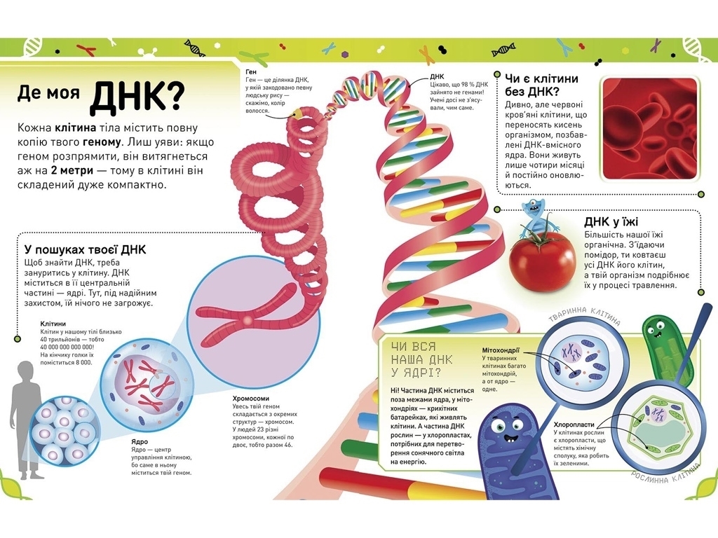 Энциклопедия "Чрезвычайные ДНК. Безумные гены, несгибаемые кодоны, верткие хромосомы", 7+, Ранок