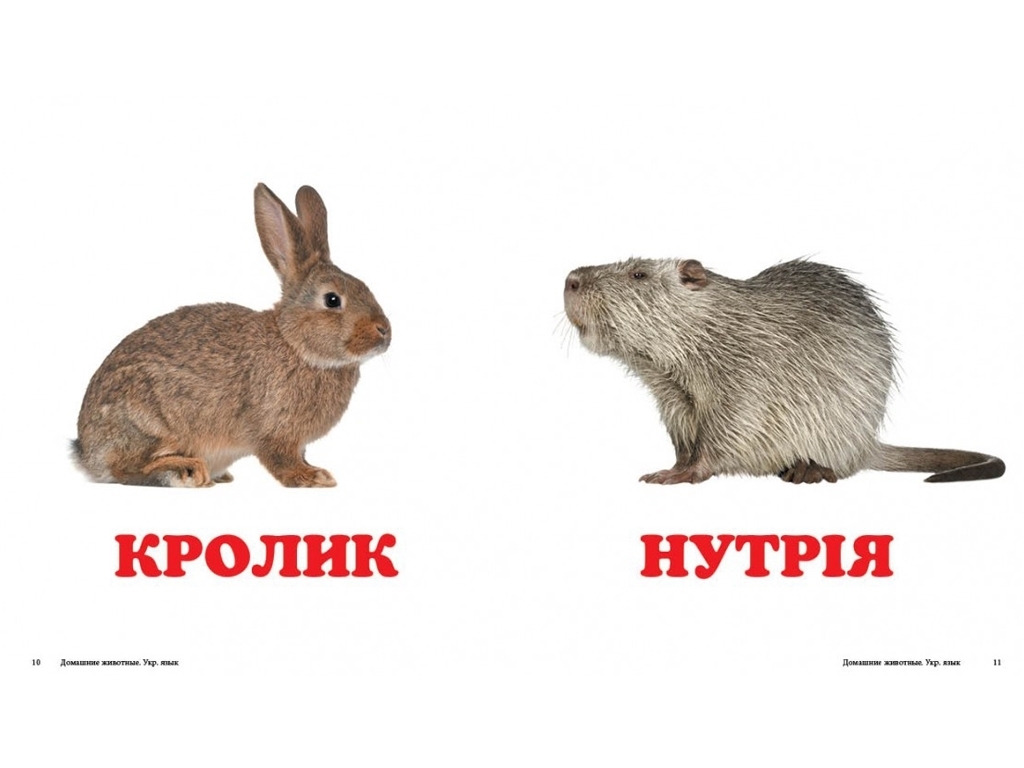 Детская книжка-картонка Окружающий мир, Домашние животные Пегас