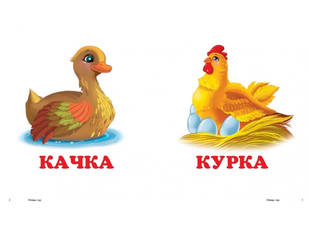 Книга-картонка "Птицы", Пегас