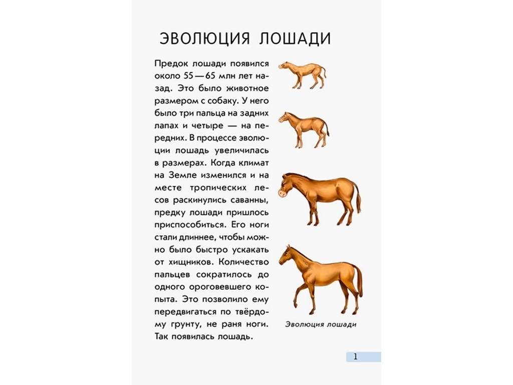 Міні-енциклопедія "Всё о лошадях", 4-6 років, Ранок