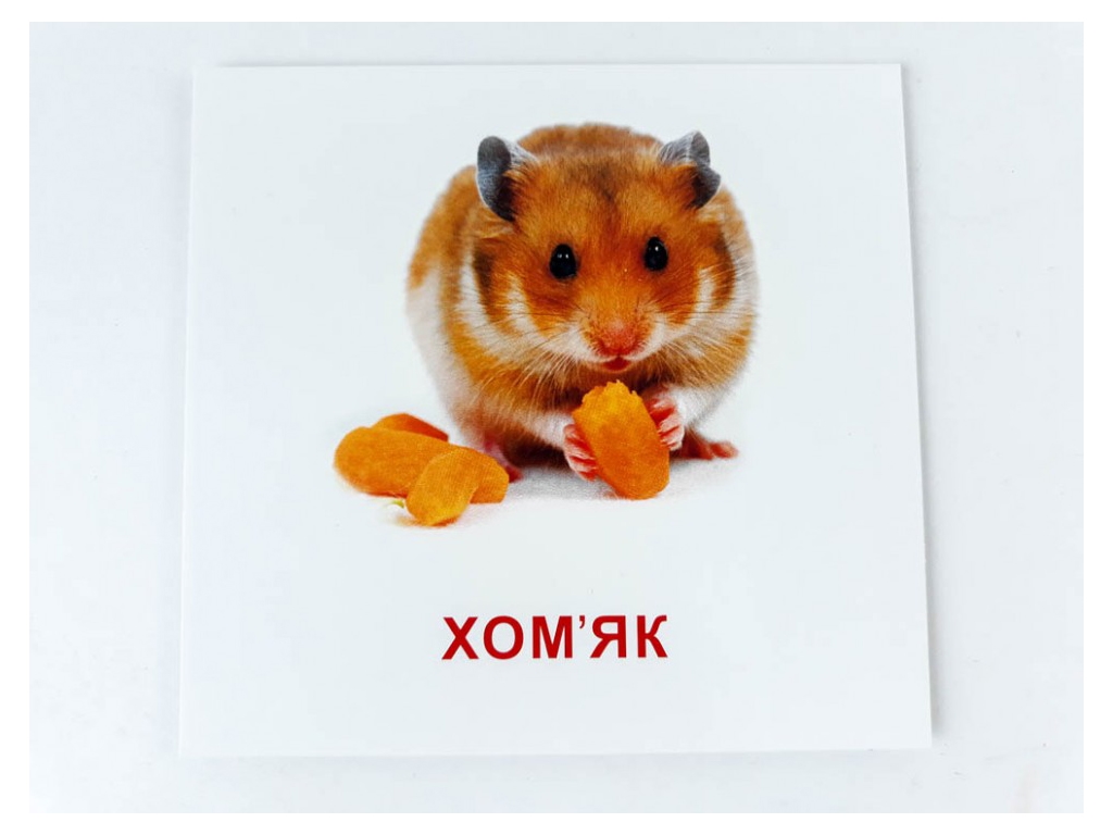 Карточки мини Домашние животные 110х110 мм, ZIRKA