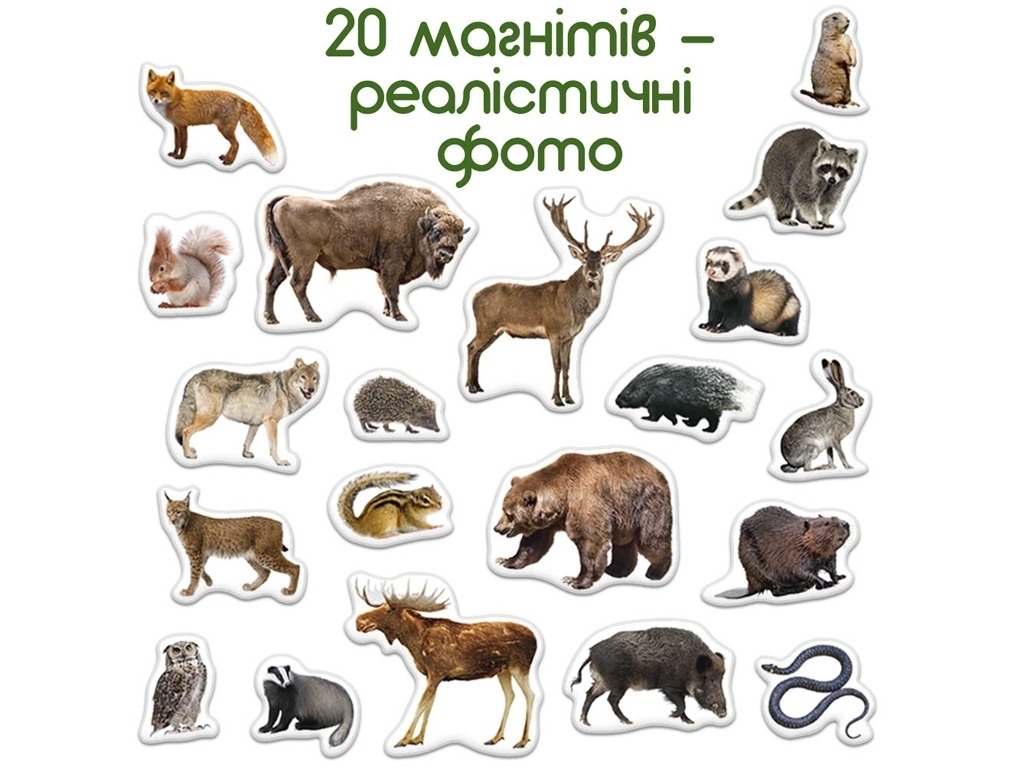 Набор магнитов Forest photo. Magdum ML4031-29 EN