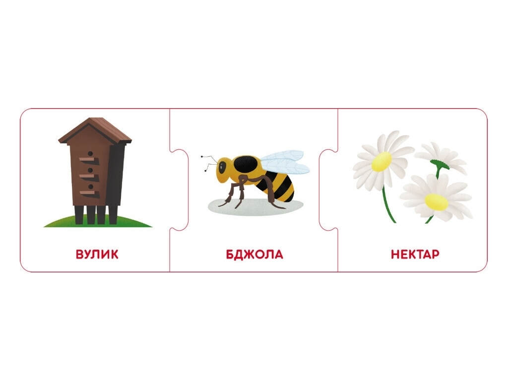 Логічні ланцюжки, Світ тварин, Хто де живе і що їсть, Кенгуру