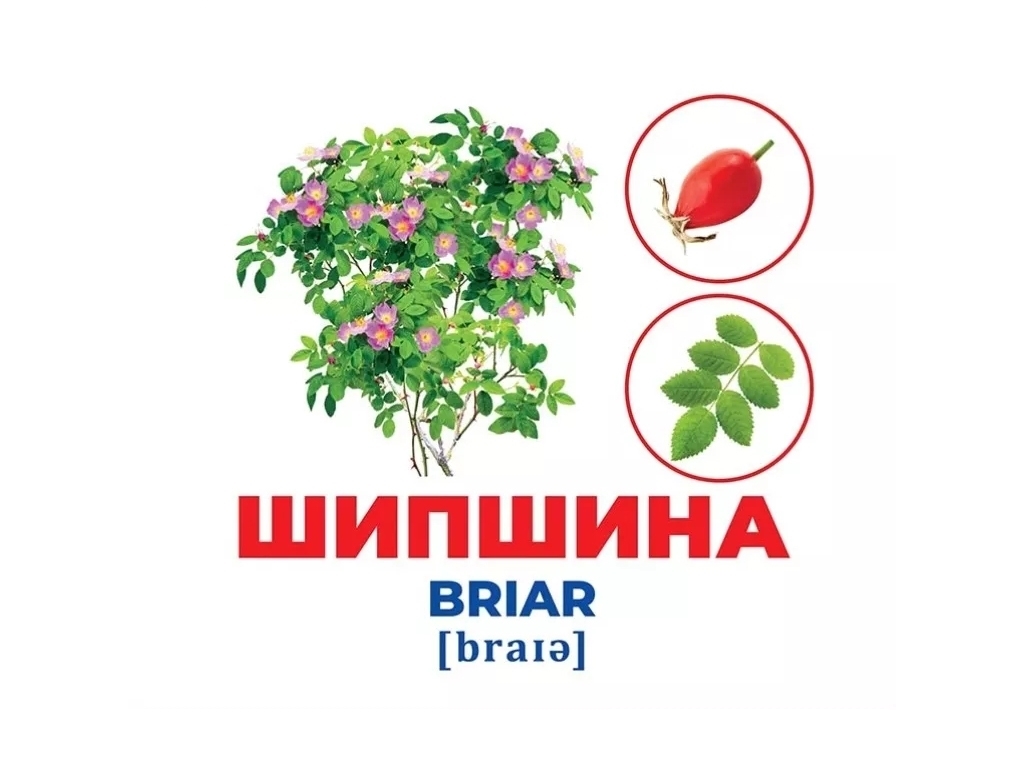 Геній з пелюшок, Дерева та кущі