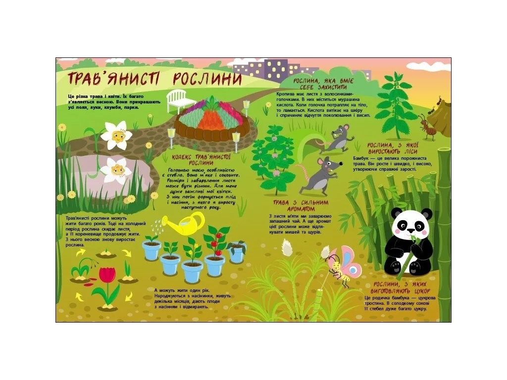 Книжка «Таємне життя рослин», кольорові ілюстрації, 4-6 р., Активний розвиток талантів