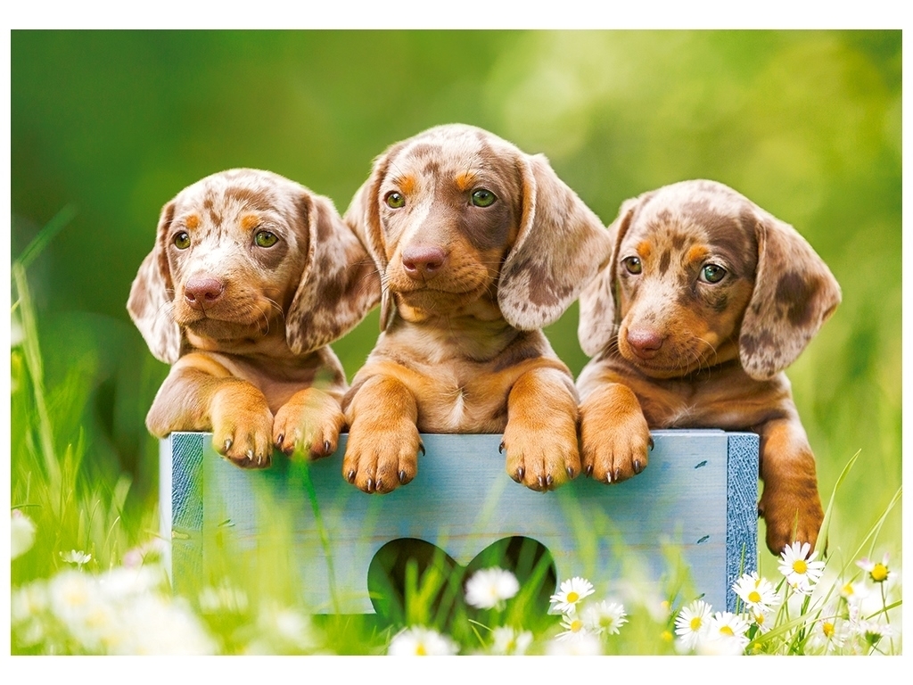 Пазли Cute Dachshunds, 500 елементів, Castorland B-53605