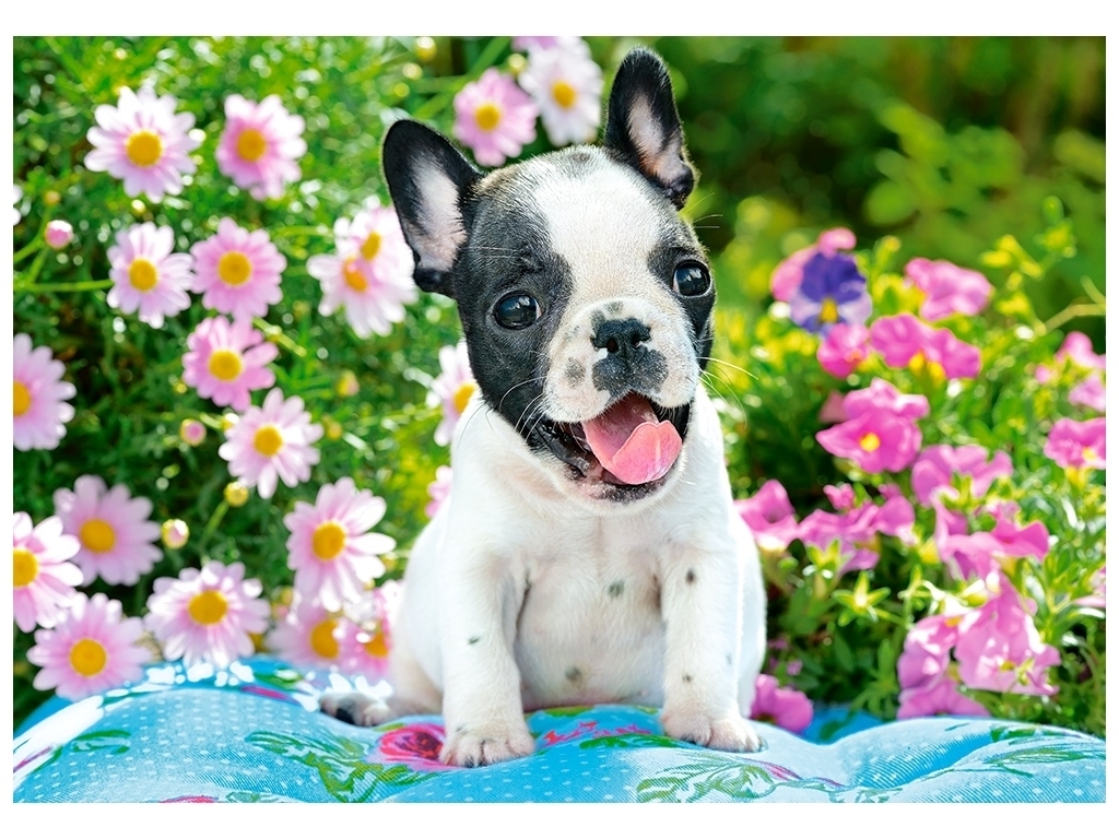 Пазлы French Bulldog Puppy, 500 элементов, Castorland B-53650