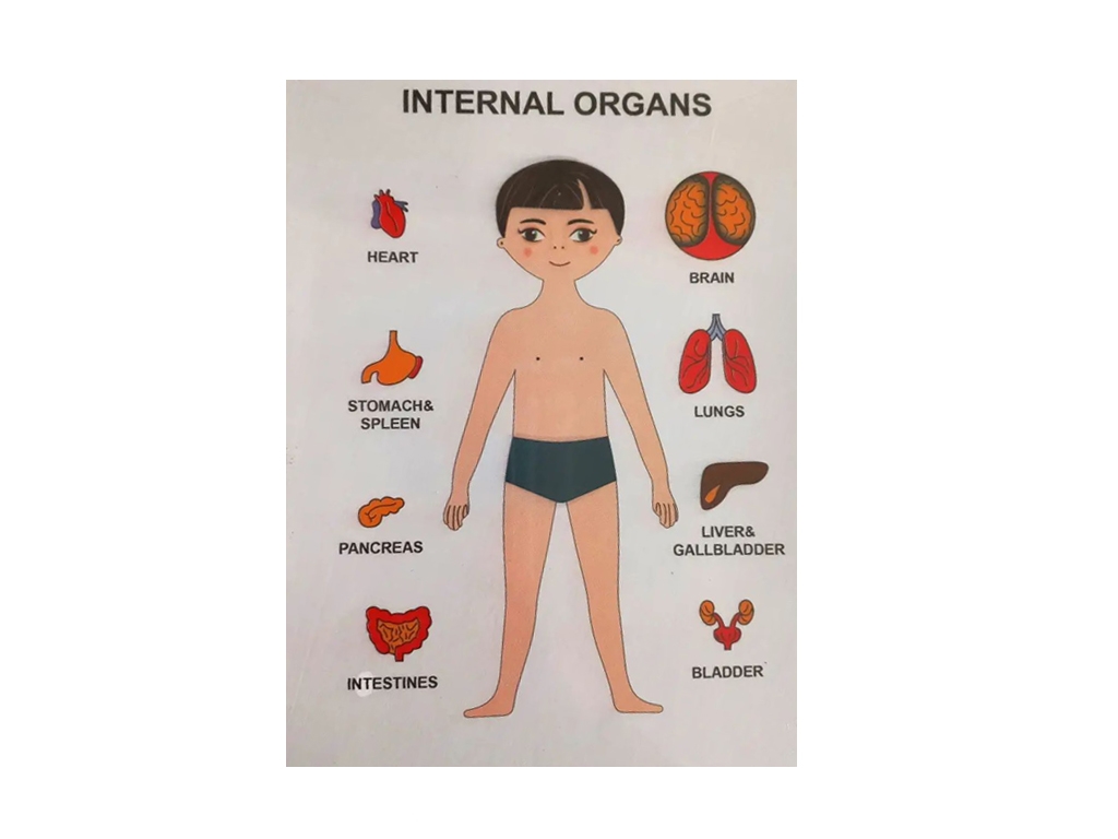 Пазли навчальні анатомічні Internal Organs, будова тіла, 22×17 см, Strateg