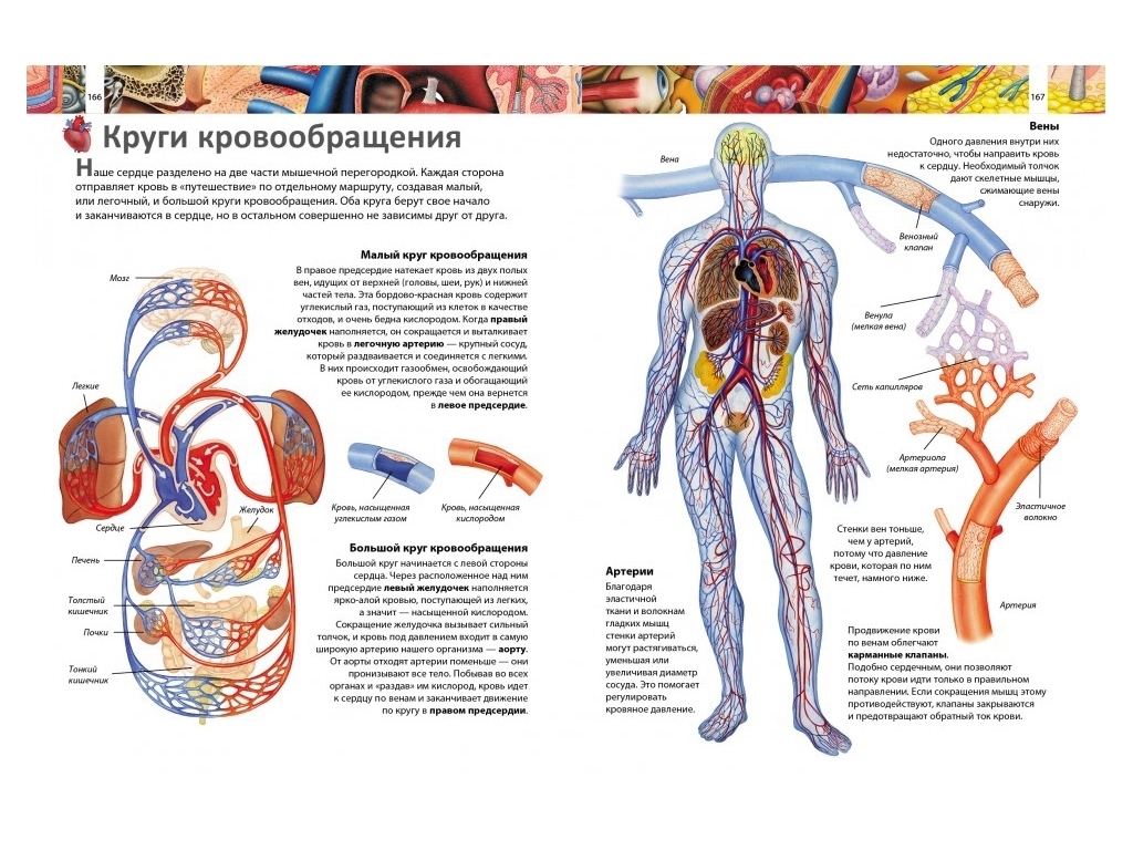 Ілюстрована енциклопедія «Я і світ навколо мене. Космос. Природа., Пегас